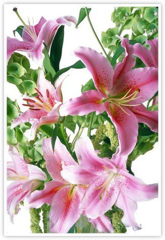 Lilies