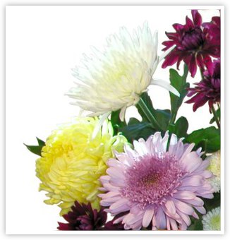 Chrysanthemums
