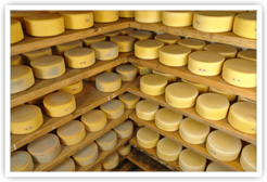 Cheeses of Various Ages Maturing In a Cheese Cave Cheeses of Various Ages Maturing In a Cheese Cave