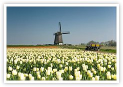 We Buy Flowers Where They Grow Best Tulips Growing in Holland